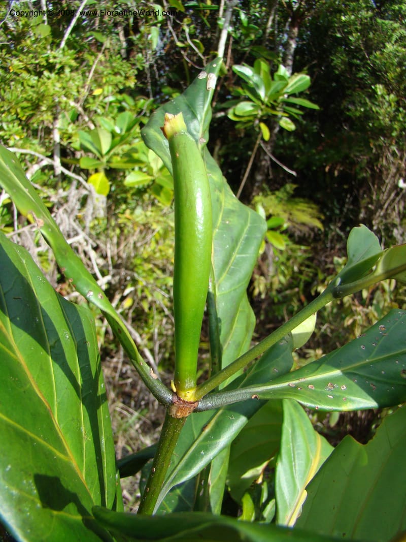 Atractocarpus, JMunzinger4743--New Caledonia. Mandjelia. 13 Nov 07. 193.jpg