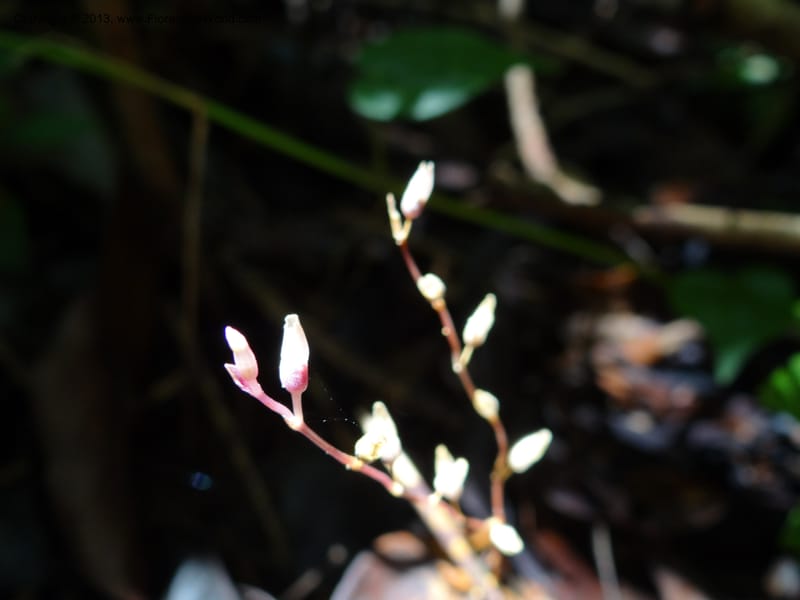 Gymnosiphon, S.98886--Malaysia, Sarawak. Bako Nat. Park. Paku Trail. DSC06071 (14).JPG
