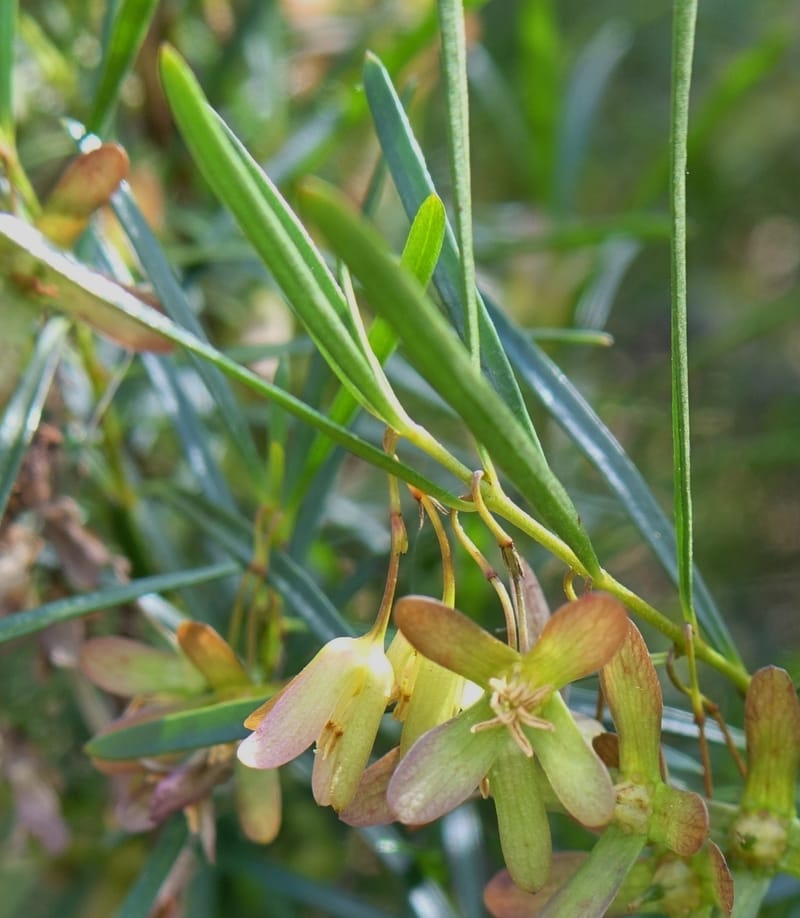 Aphanopetalum clematideum, Davidson, C 13444--Australia. W.A. Geraldton. Chapman River. 25 Oct 2016.  (87).JPG