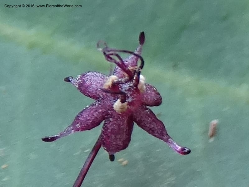 Sciaphila, Davidson, C 12754--Sabah. Hampuan FR. 13 Oct 2014. DSC04689 (163).JPG