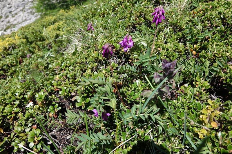 Hedysarum hedysaroides, Davidson, C 13308--Switzerland. Les Violettes. 4 Jul 2016. DSC09126 (68).JPG