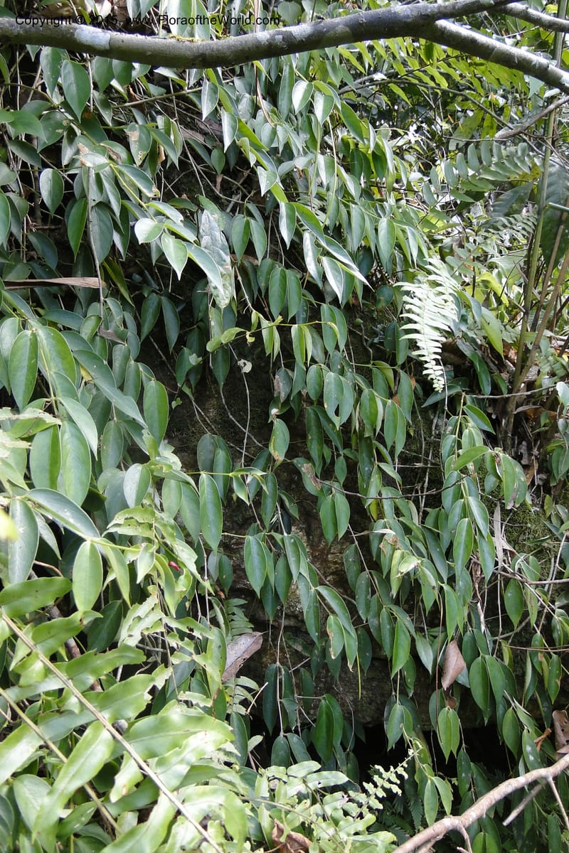 Aeschynanthus, Regalado 1870--Viet Nam. Thac Kazan waterfall. 10 May 2011. 266 (21).jpg