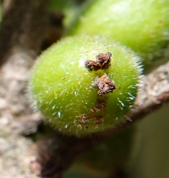 Aporosa dioica, D. Boufford 44137--China. Yunnan. Along G213. 4 May 2018. DSC02084 (40).JPG