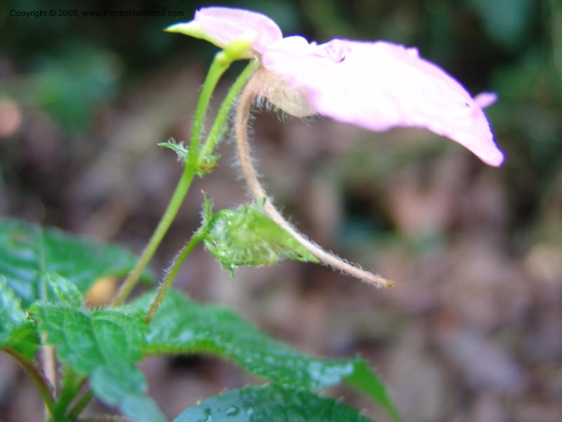 Impatiens--Kenya. Kakamega Forest. Rondo Retreat Ctr. 8 Jul 04. 046.jpg