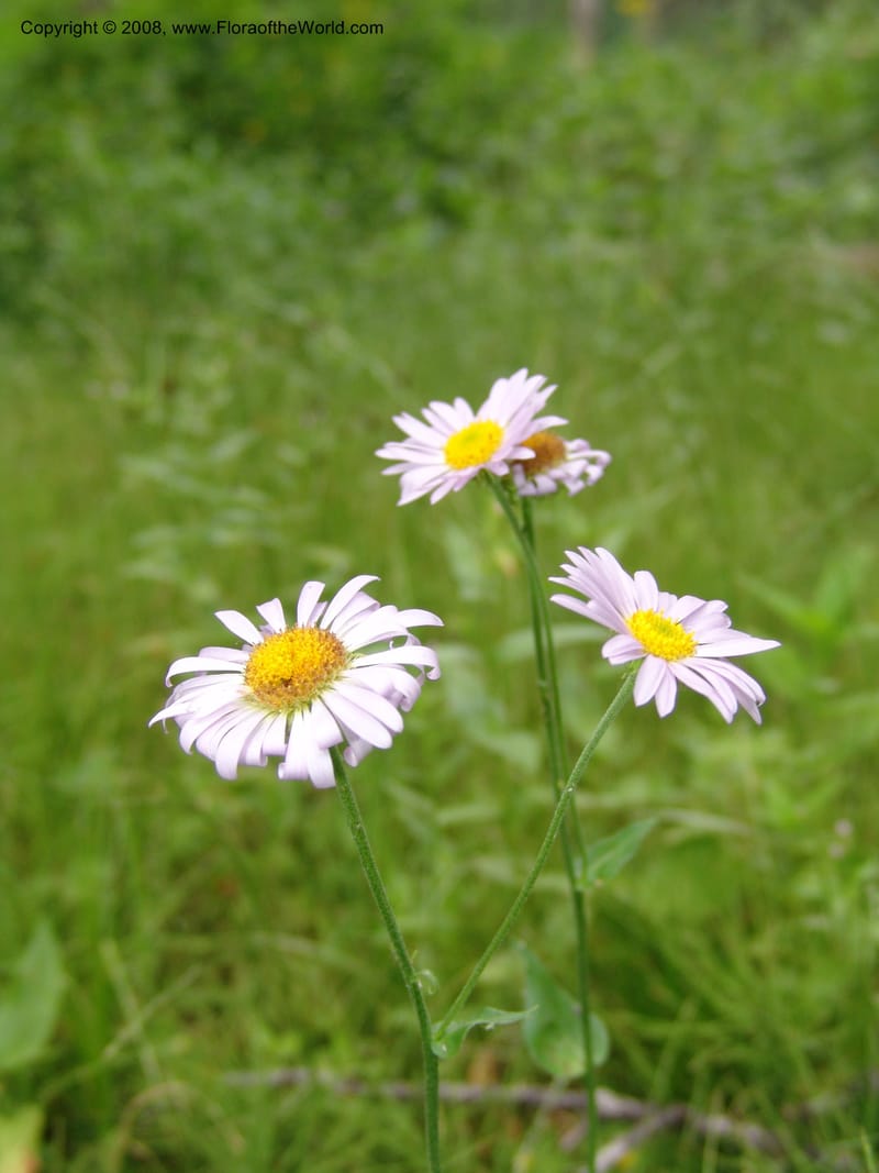 Erigeron peregrinus, CDavidson11118--ID. Adams Co. For. Serv. Rd. 453, to Goose Lk. 20 Jul 07. 202.jpg