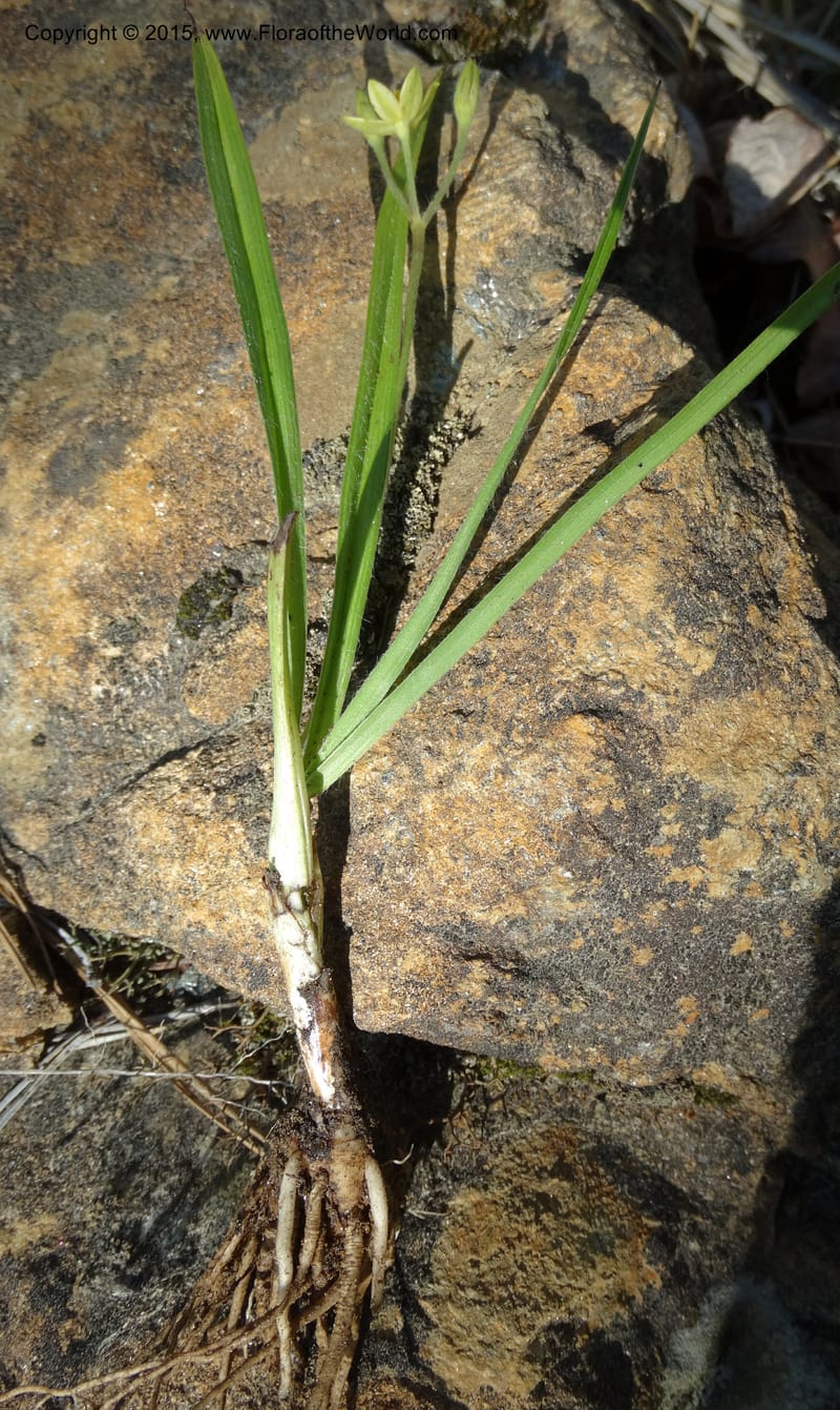 Hypoxis hirsuta, Davidson, C 12977--North Carolina. Clay Co. Buck Cr. 13 May 2015. DSC04619 (186).JPG