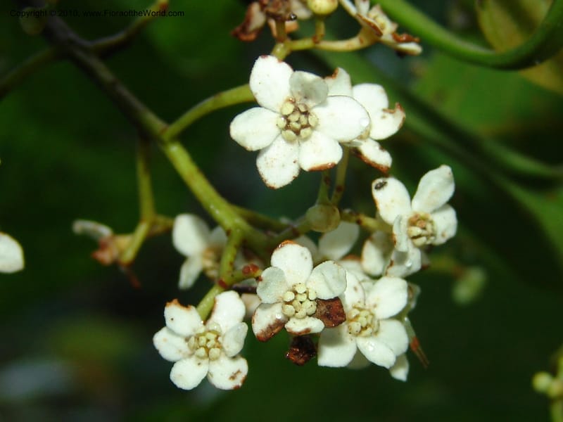 Nectandra, Croat 95965--Ecuador. Edo. Pichincha. Bosque Nublado Sta. Lucia. 14 Mar 06. 005 (1).jpg