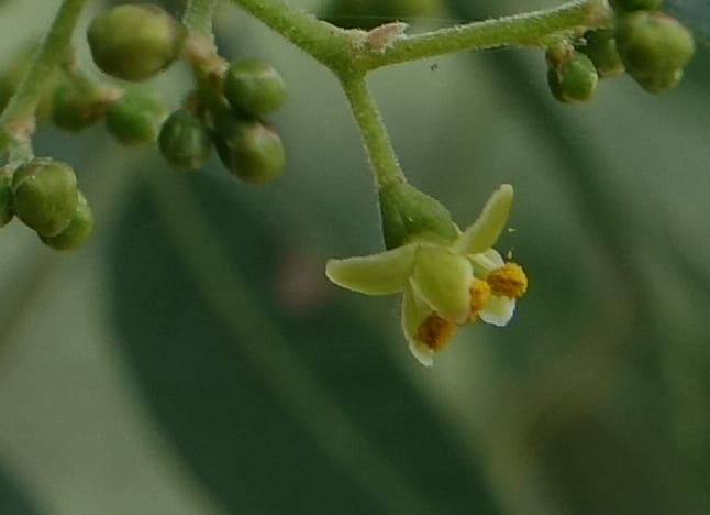 Schinus areira, Fortunato 13200--Argentina. Hwy 150 S of San Augustin. 9 Feb 2018. DSC09845 (49).JPG
