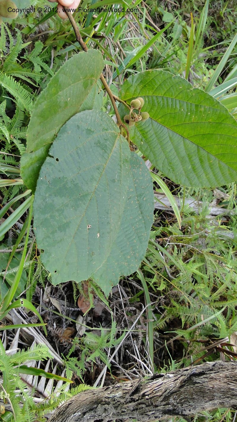 Grewia, D. Ravelonarivo 3399--Madagascar. Ambolotara. Ambodini, Vatovavy. 3 May 2010 218 (1).jpg