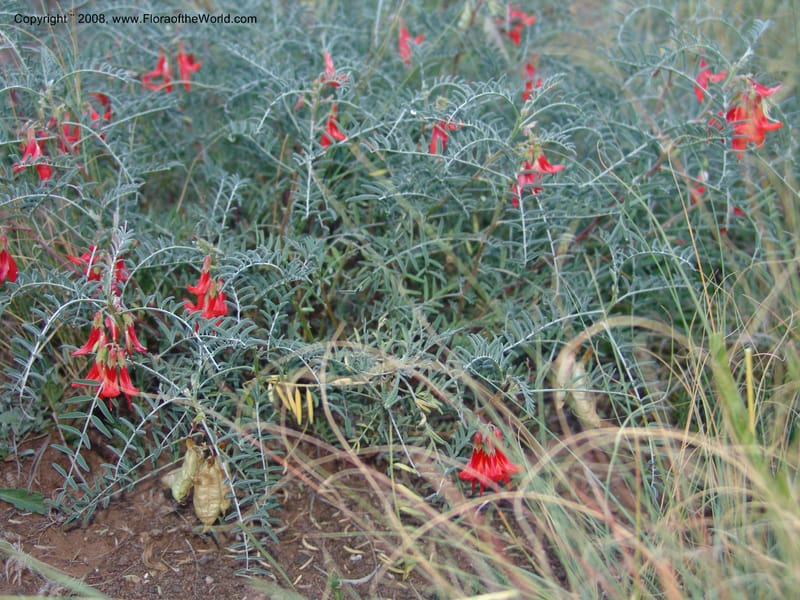 Sutherlandia montana--So.Africa. E. Cape. Joubert's Pass, SE of Lady Gray. 9 Mch 05. 294.jpg