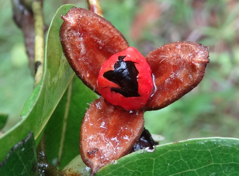 Lepidocupaniopsis concolor, Munzinger, J 7390--Fiji. Across the road from Waisali RF. 8 Nov 2015. DSC00330 (280).JPG