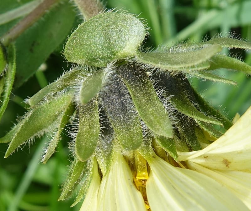 Wyethia amplexicaulis, C. Davidson 13642--ID. Fremont Co. Henry's Fork Lodge. 16 Jun 2017. DSC02055 (5).JPG