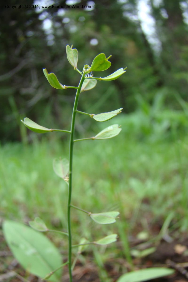 Thlaspi fendleri, C. Davidson 11425--Idaho. Adams Co. Smokey Boulder Rd. 6 June 2009. 128.jpg