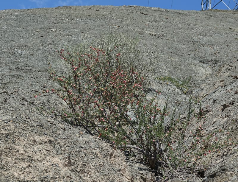Bougainvillea spinosa, Fortunato 13089--Argentina. Hwy 150 W of Jachal. 5 Feb 2018. DSC08346 (112).JPG