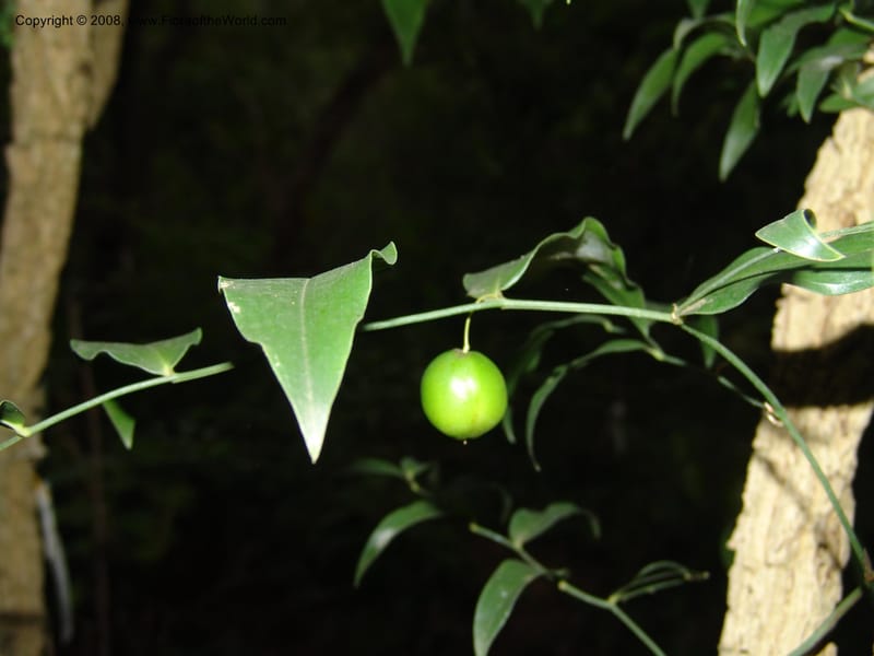 Behnia reticulata, W3556--So. Africa. Mpumalanga. Karino, Whyte Thorne Garden. 14 Mch 05. 003.jpg