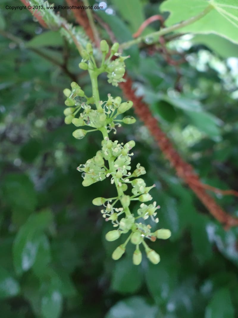 Vitis davidii, Davidson, C 12012--China. Anhui Prov. Huang Shan. 6 Jun 2012. DSC01928 (38).JPG