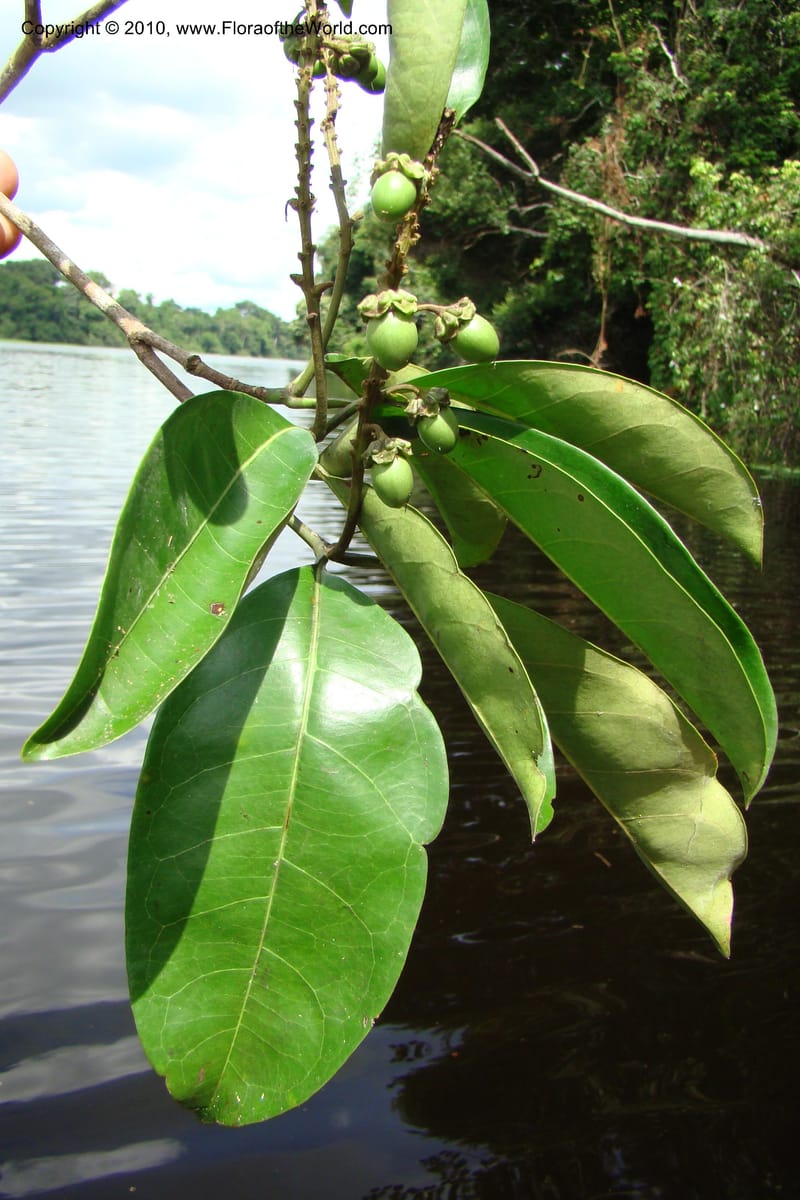 Byrsonima, R. Vasquez 34873--Peru. Loreto. Dto. Parinari. HuishtoCocha. R. Samiria. 13 Nov 08. 521.jpg