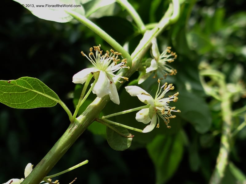 Actinidia callosa var. discolor, Li Pan 1205270--China. Zhejiang Prov. Shunxi Village. 28 May 2012. DSC00347 (119).JPG