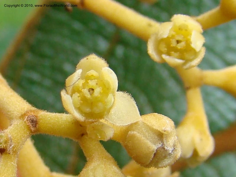 Ocotea, B. Hammel 24673--Costa Rica. Prov. Limon. Selva Bananito Lodge. 12 Apr 08. 037 (11).jpg