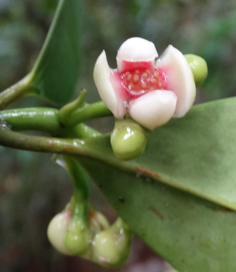 Garcinia, Lowry, P 7405--New Caledonia. Creek Hervouet. 19 Nov 2015. DSC03817 (93).JPG