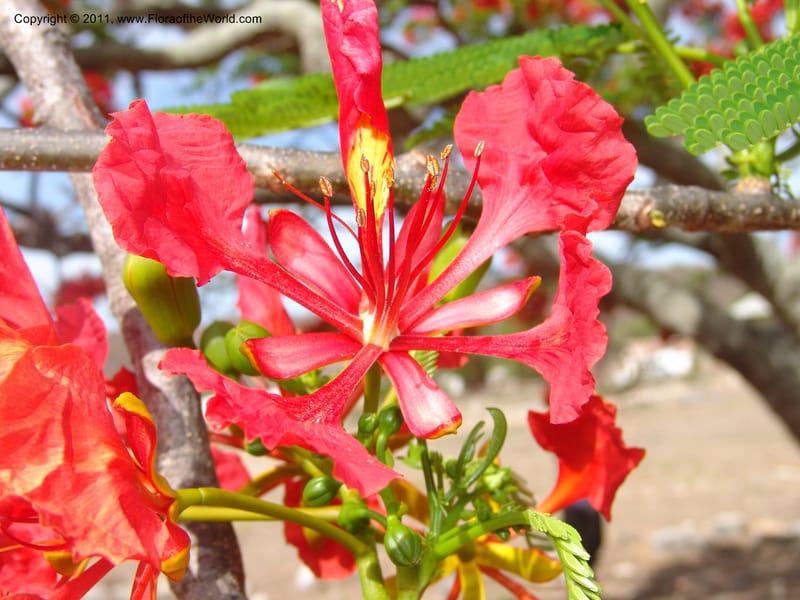 Delonix regia, ROR1560--Madag. Prov. Antsir. Orangea For. Pres. 9 Nov 06. 220 (11).jpg