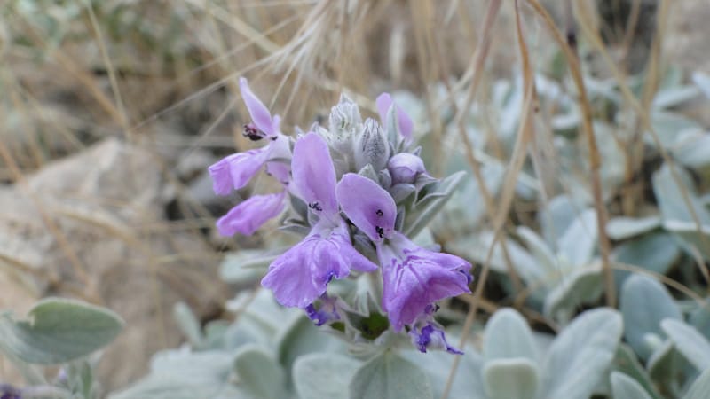 Stachys, A. G. Miller 142.5--Iraq. Kurdistan. Shakh-i Pira Magrun. Zewiya. 12 June 2010. 192 (6).jpg