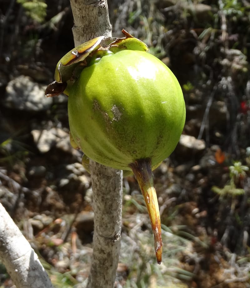 Strasburgeria robusta, Lowry, P 7371--New Caledonia. Mont Dzumac. 12 Nov 2015. DSC01563 (222).JPG