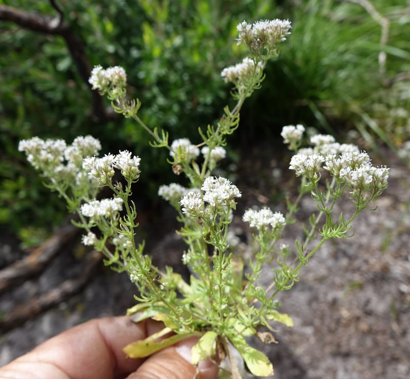 Eremosyne pectinata, Davidson, C 13494--Australia. W. A. Two People's Bay Nat. Res. 29 Oct 2016. DSC06475 (17).JPG