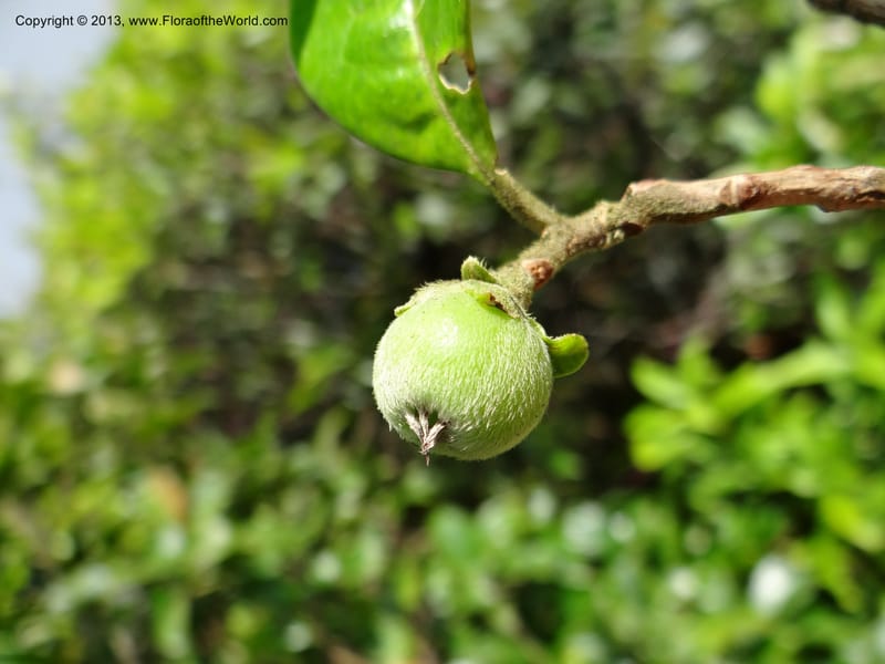 Pyrenaria diospyricarpa, VC 5500--Thailand. Chiang Mai. Doi Inthanon N. P. 8 Nov 2012. DSC07747 (200).JPG