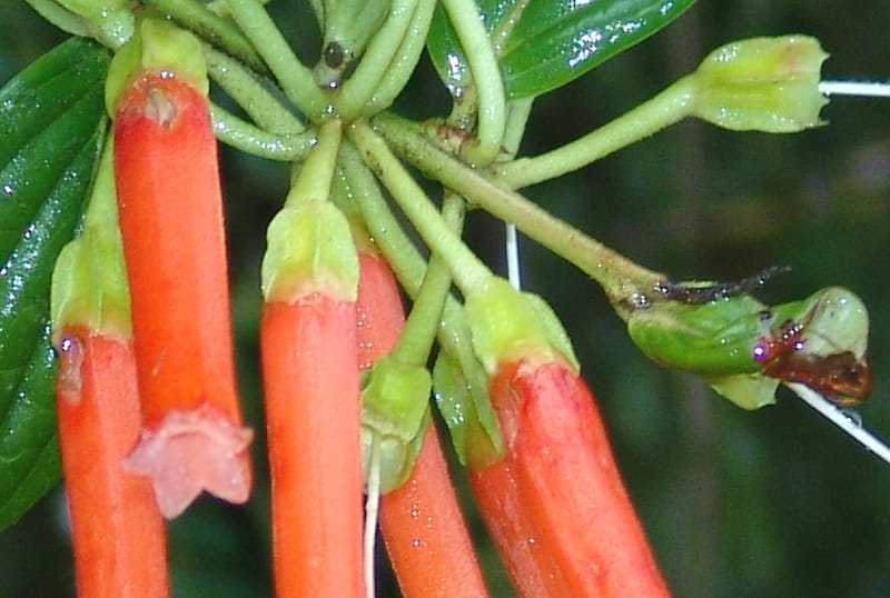 Macleania, Croat94625--Ecuador. Prov. Pichincha. Reserva Bellavista. 14 Feb 05. 279a.jpg