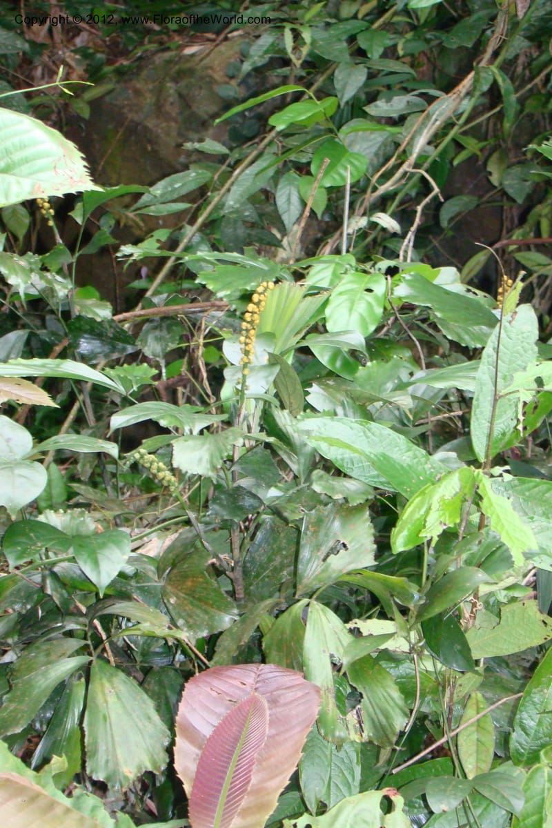 Arenga caudata, Regalado 1719--Viet Nam. Thua Thien Hue Prov. Nam Dong Distr. Thuang.12 Apr 09. 323 (1).jpg