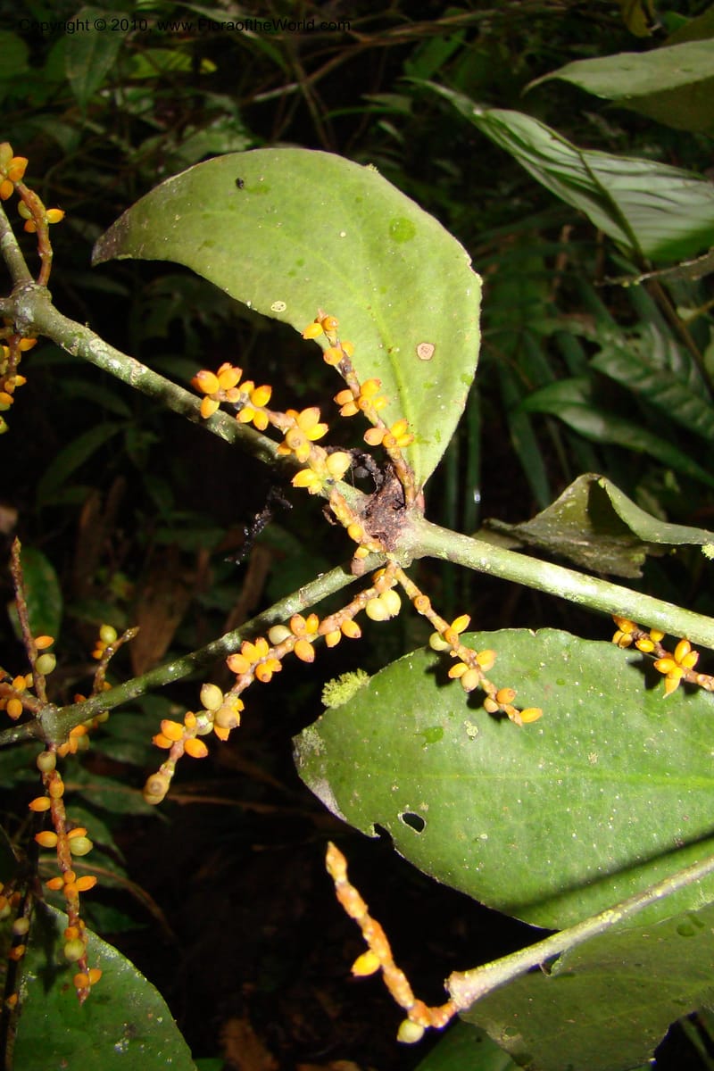 Phoradendron, R. Vasquez34525--Peru. Loreto. Distr. Nauta. Parq. Nac. Pacaya Samiria. 4 Nov 08. 042.jpg