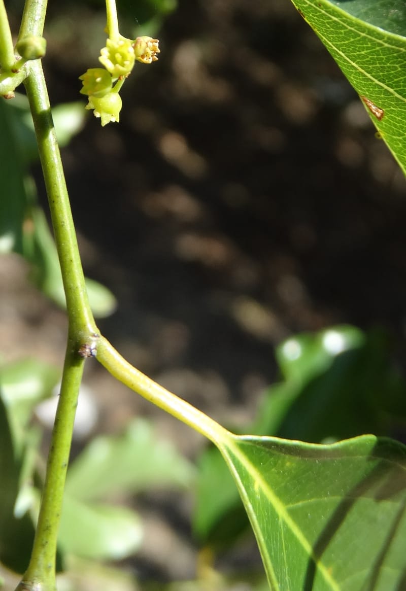 Ventilago, Bruy, D 114--New Caledonia. Tina. 10 Nov 2015. DSC00610 (129).JPG