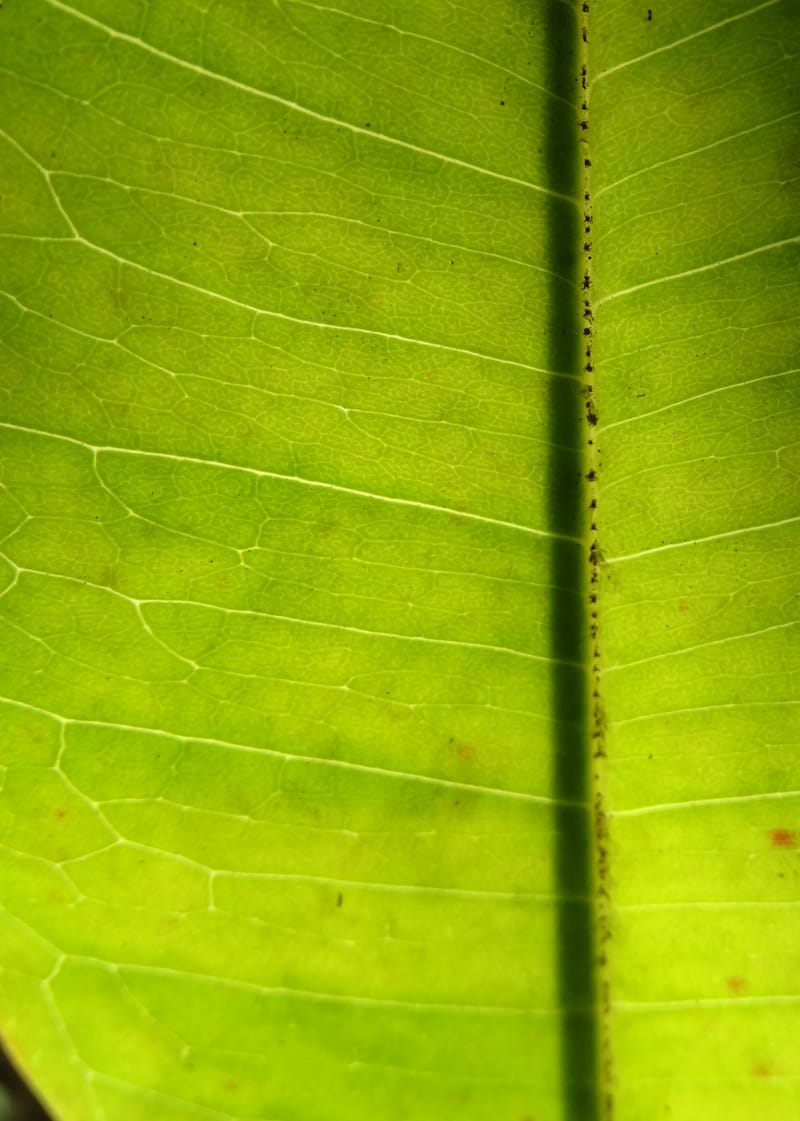 Quintinia major, Lowry, P 7373--New Caledonia. Mont Dzumac. 12 Nov 2015. DSC01563 (282).JPG