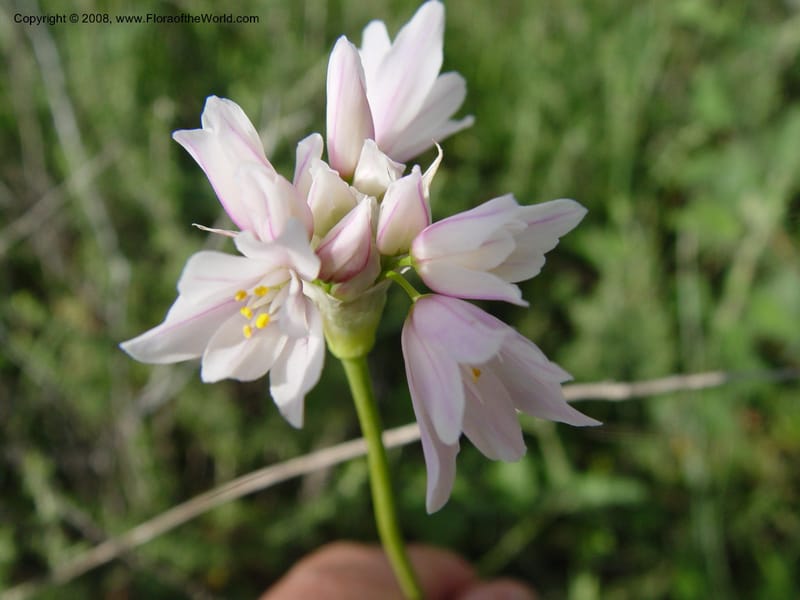 Allium roseum--Spain. Almeria Prv. Cantera de los Yesos, off AL140. 16 Apr 04. 139.jpg