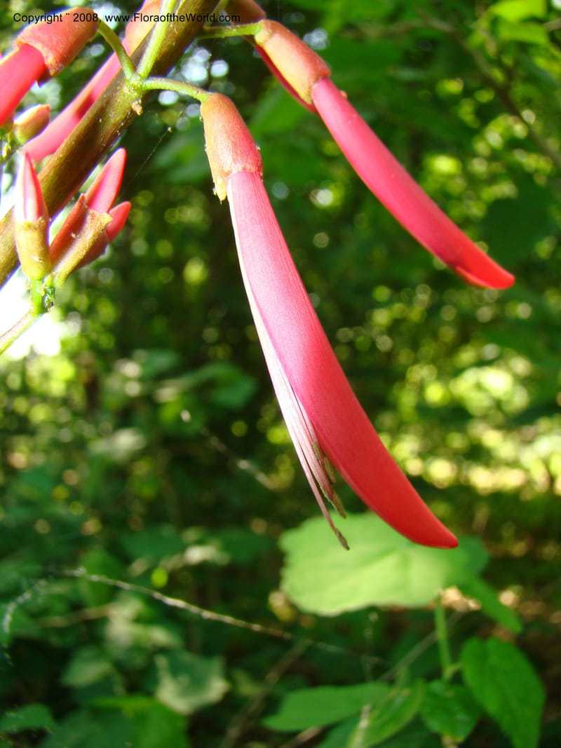 Erythrina herbacea--TX. Harris Co. Sheldon Lake St Pk. 26 Apr 08. 012.jpg