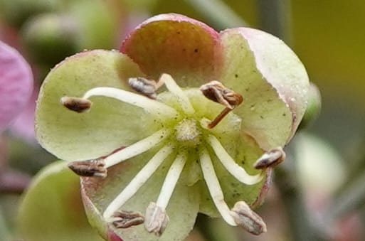 Delavaya toxocarpa, D. Boufford 44087--China. Yunnan. Xinshao Village. 28 Apr 2018. DSC00001 (61).JPG
