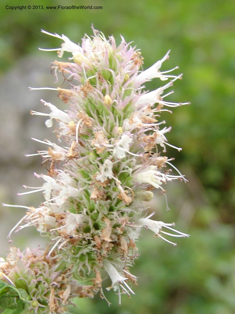 Agastache urticifolia, CDavidson11110--ID. Adams Co. For. Serv. Rd. 453, to Goose Lk. 20 Jul 07. 089.jpg