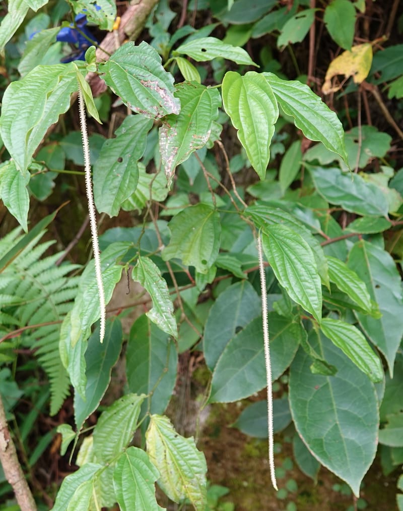 Piper bonii, D. Boufford 44107--China. Yunnan. Lao jun Shan. 30 Apr 2018. DSC00424 (393).JPG
