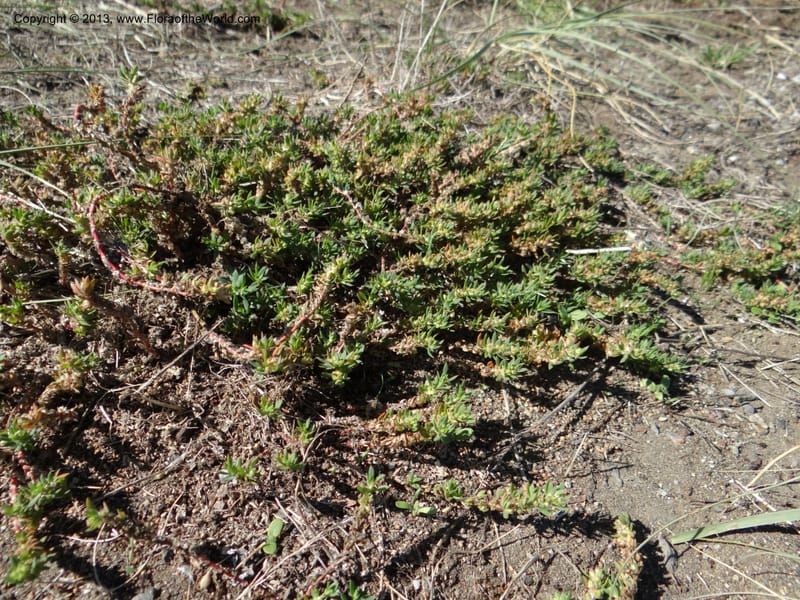Paronychia communis, WDS 34148--Chile. Playa Colcura. 19 Feb 2013. DSC02120 (29).JPG