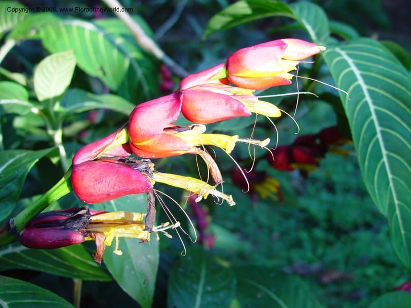 Sanchezia speciosa--Costa Rica. Wilson Garden. 24 Feb 02. 001.jpg