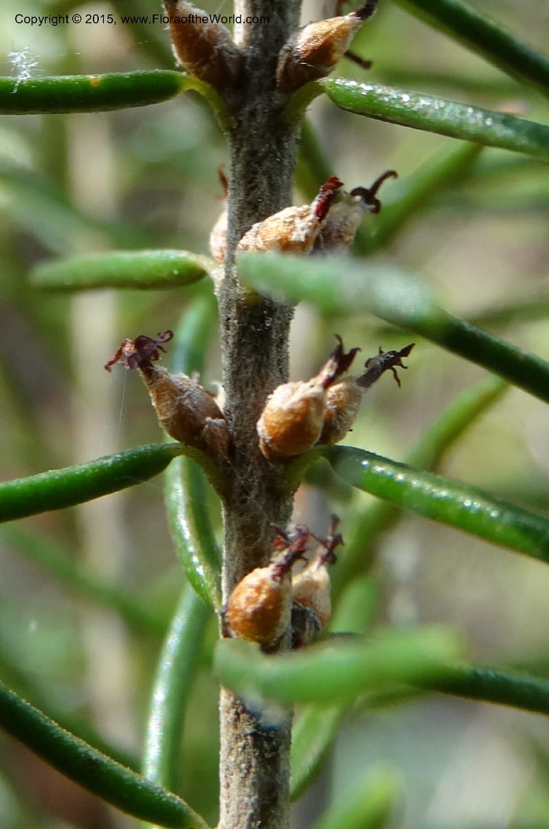 Ceratiola ericoides, Davidson, C 13062--South Carolina. Lexington Co. Redmond Rd. 20 May 2015. DSC06945 (7).JPG