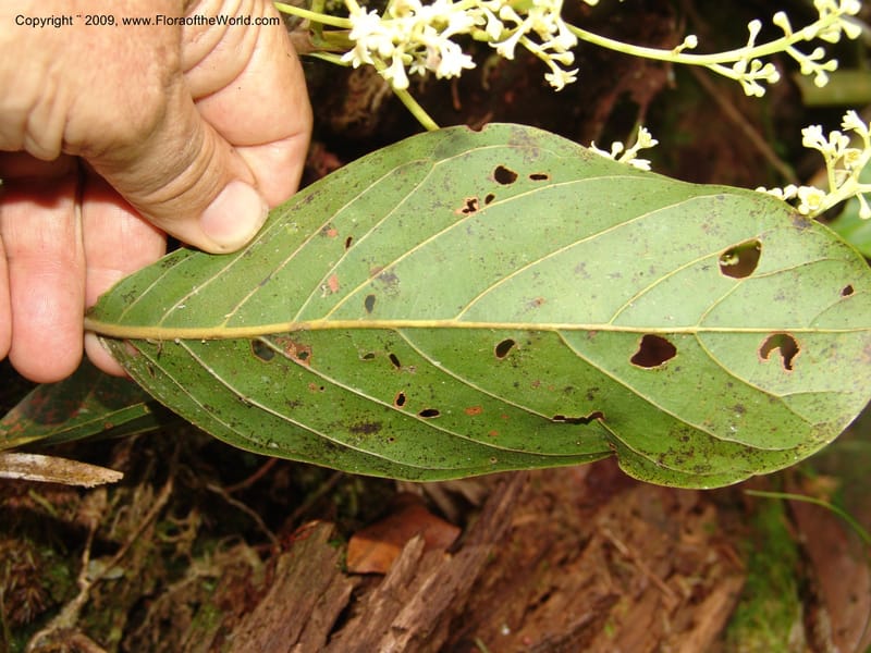 Nectandra, DNeill15914--Ecuador. Prv. Zam. Ch. C del Condor. Wawaime plot. 22 Sep 07. 398.jpg