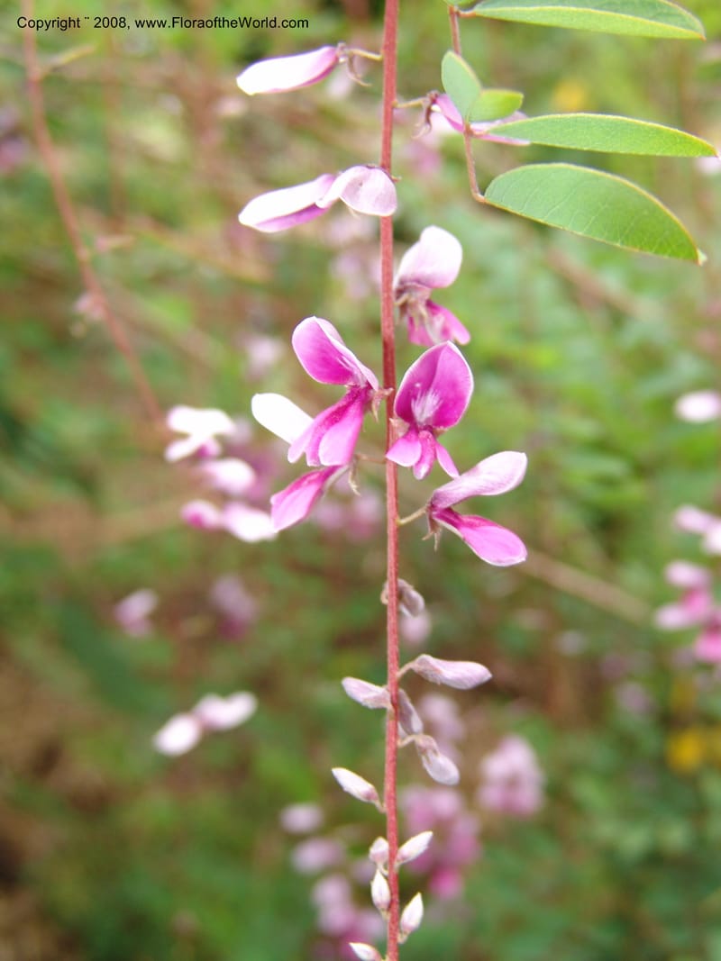 Indigofera pendula, 2000.0089--CA. San Francisco Arbor. 3 Jul 07. 038.jpg