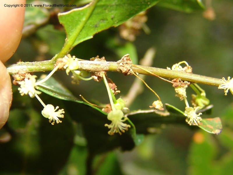 Erythroxylum, ROR1589--Madag. Parc Nat. Montagne d'Ambre. 11 Nov 06. 189.jpg