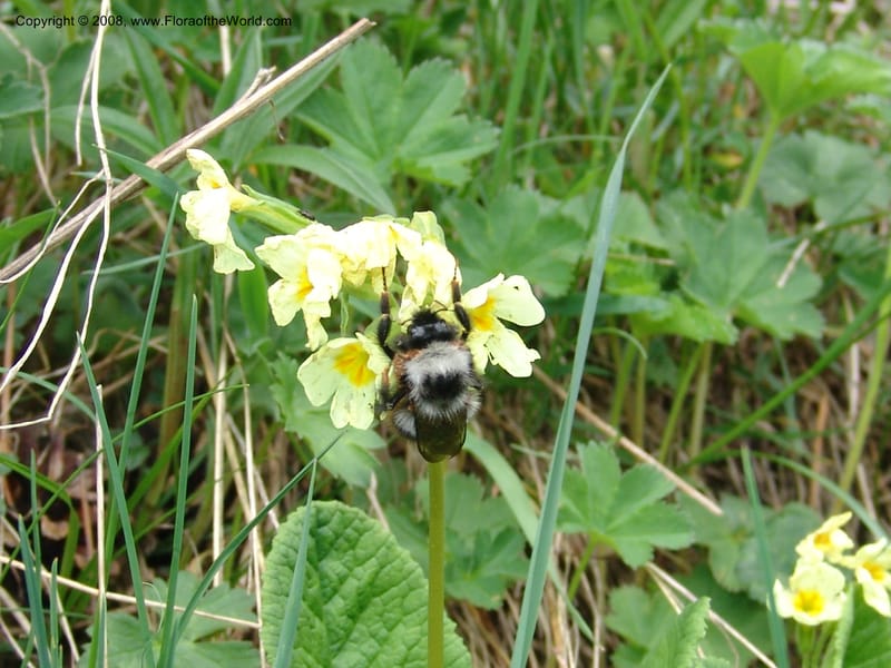 Primula ruprechtii cf--Georgia. Kazbeki . Trail-road to Sameba Church. 2 Jun 05. 207.jpg