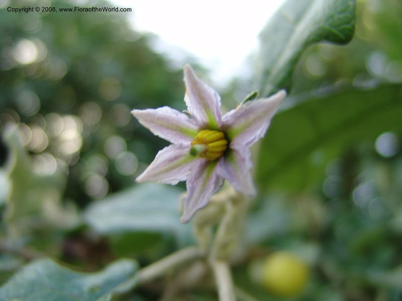 Solanum aculeastrum cf--Kenya. Brackenhurst Bot. Gard., Limuru.  26 Jun 04. 077.jpg