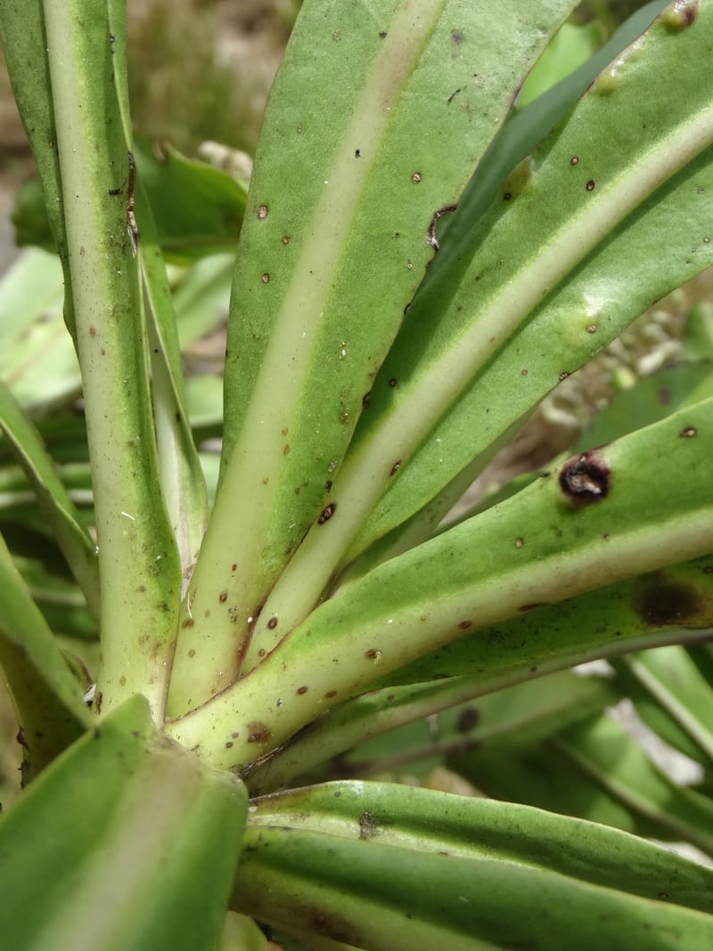 Scaevola floribunda, Lowry, P 7328--Fiji. Delaikoro Mtn. 3 Nov 2015. DSC08393 (181).JPG
