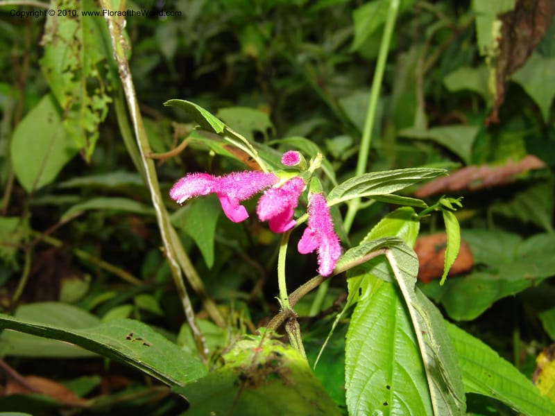 Salvia, Croat 95732--Ecuador. Maquipucuna Biol. Res. Send. Princip. 11 Mar 06. 303.jpg