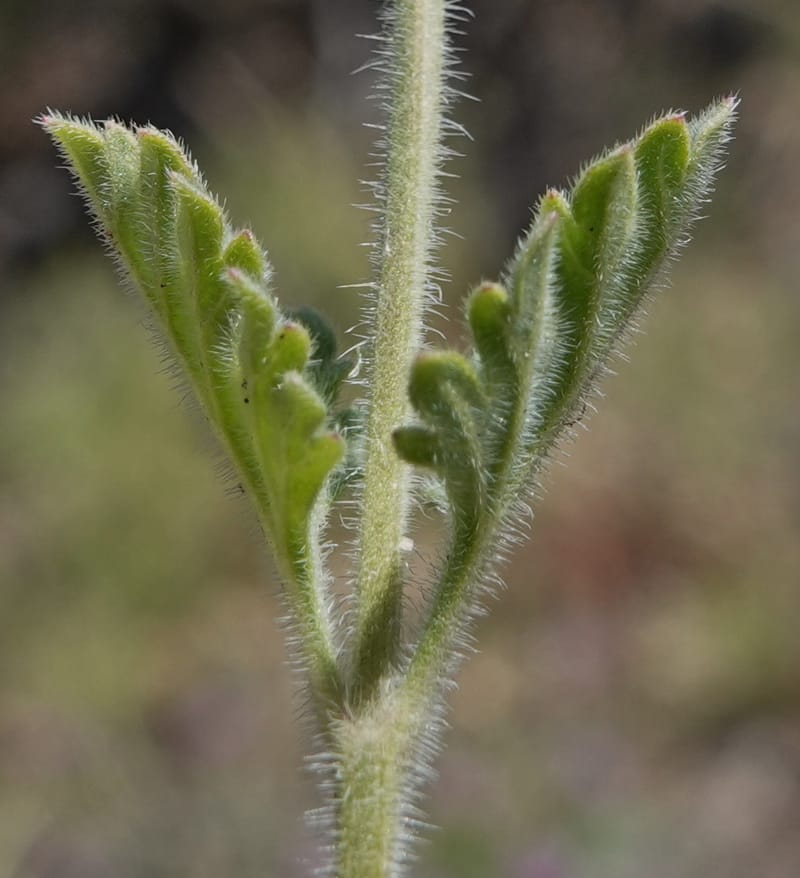 Glandularia gooddingii, C. Davidson 13980--AZ. Pima Co. Mt. Lemmon. Molino View Parking. 8 Apr 2019. DSC (184).JPG